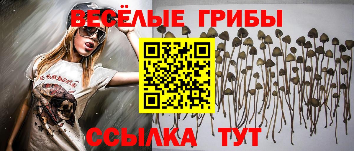 Галлюциногенные грибы Psilocybe Тольятти